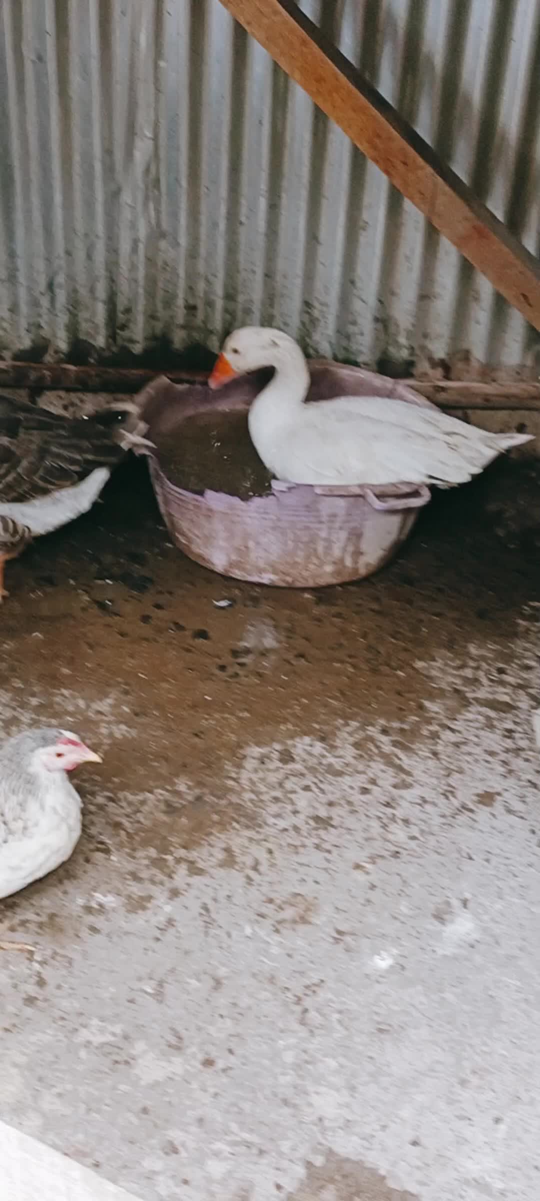 @Poultry in motion