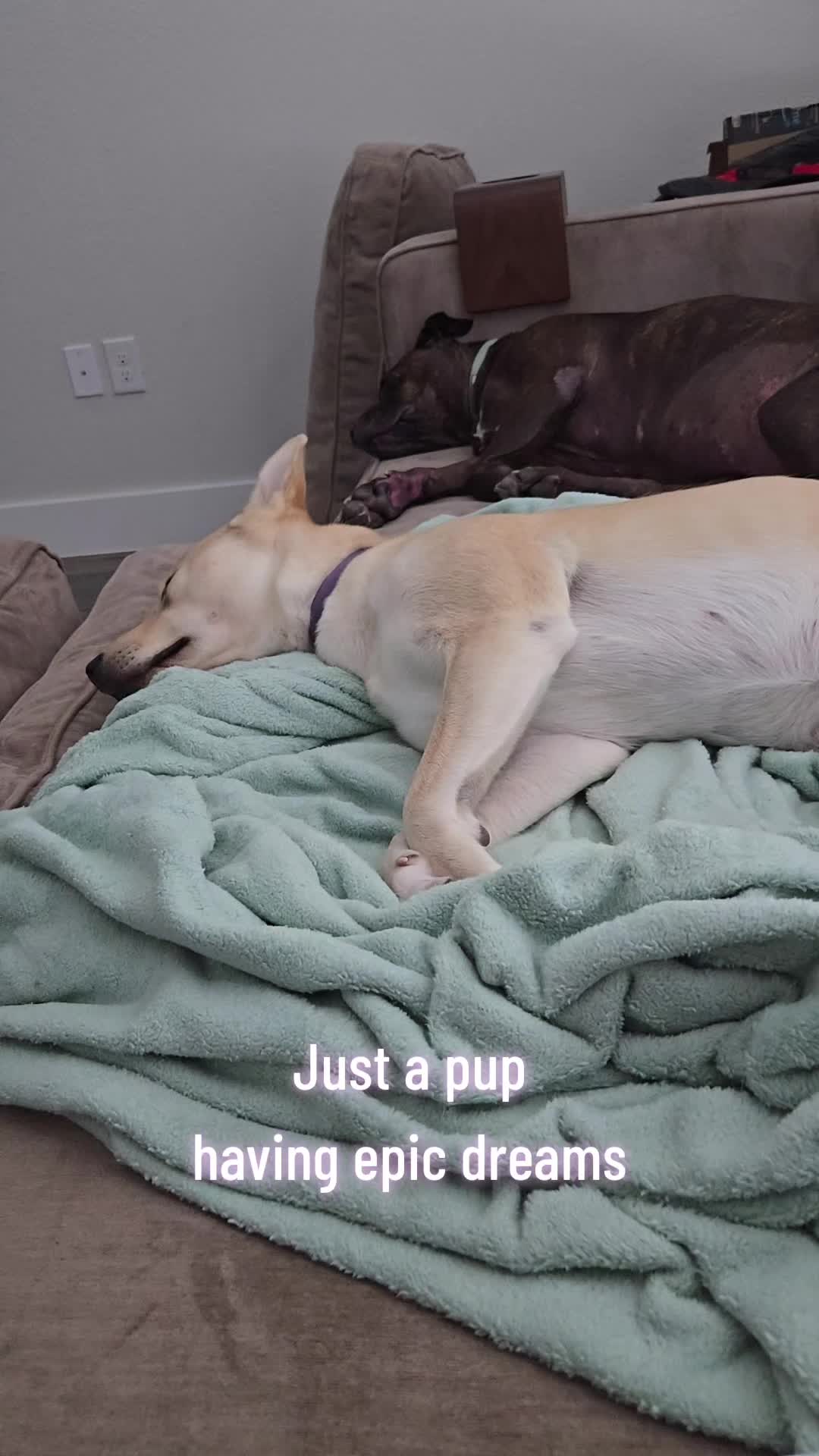 @Bella the Pup