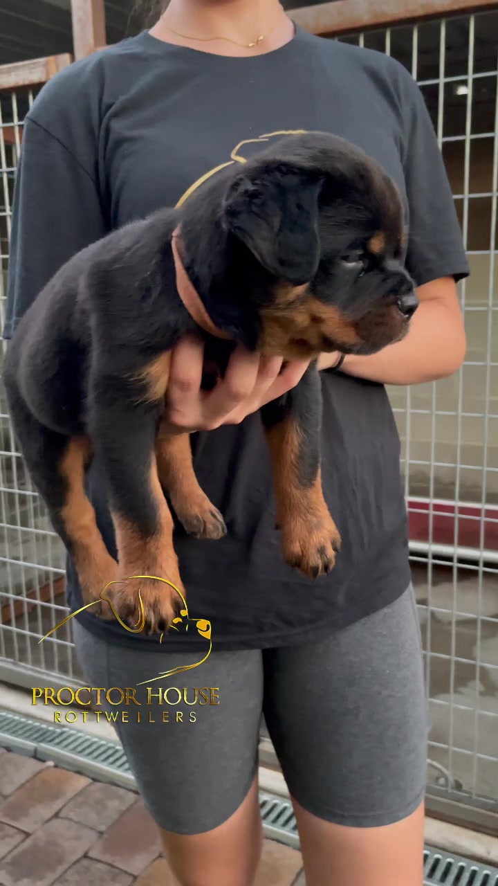 @Proctor House Rottweilers