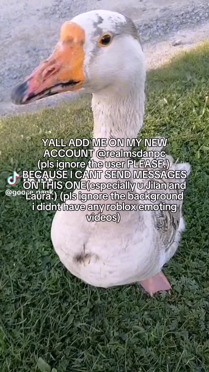 @whatthesigma