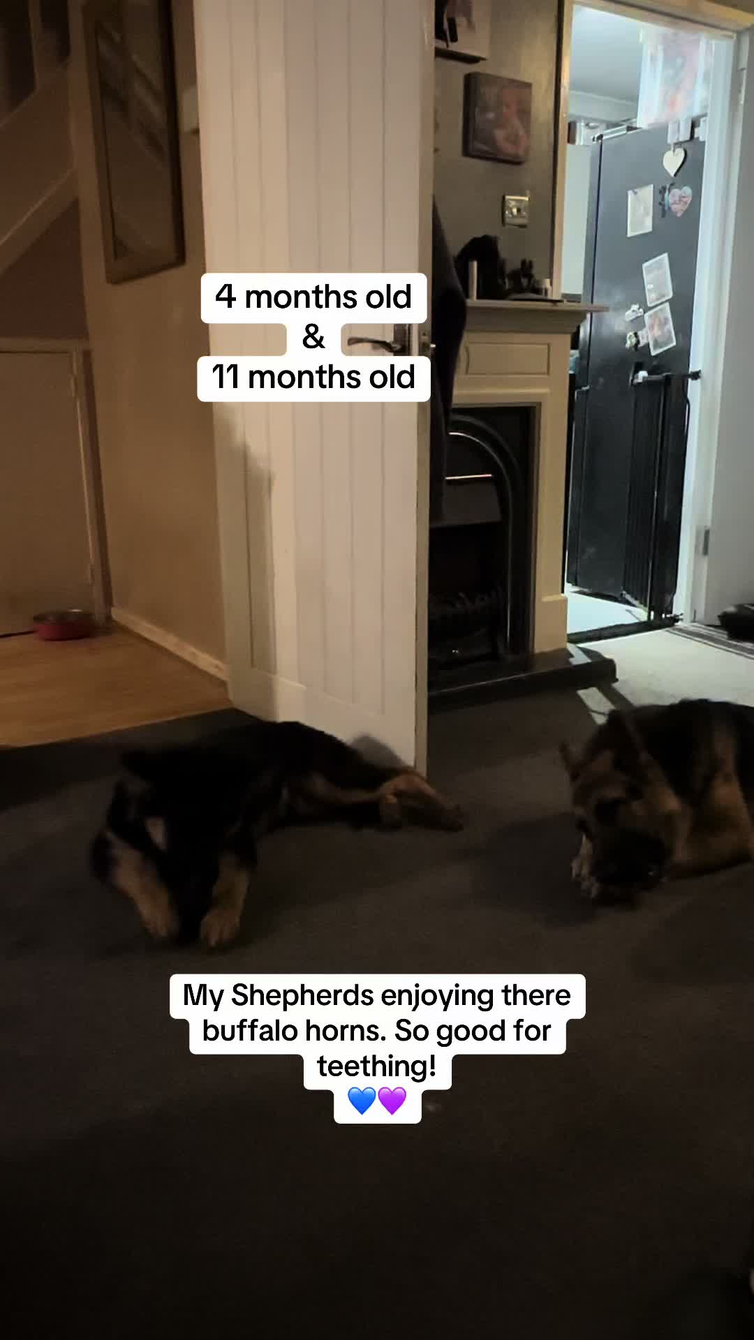 @Skyla The GSD & MC Family! 🤍