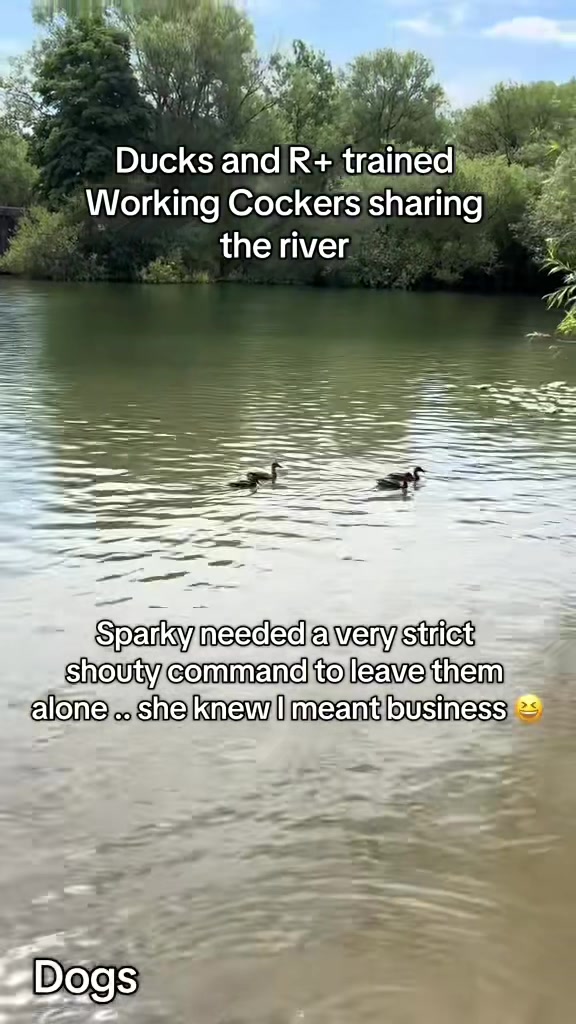 @Pipstar 🐕🦺