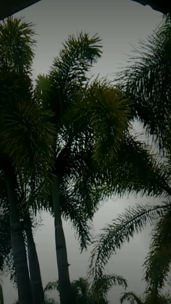 @🌻