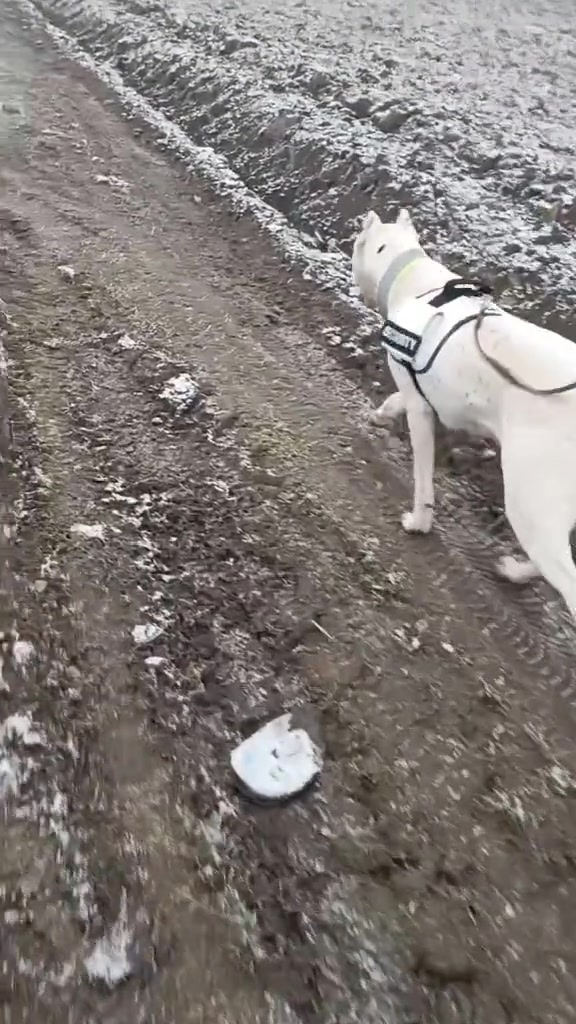 @HeraTheDogo