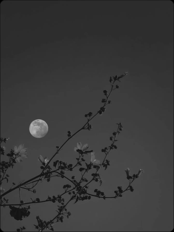 @𝓣𝓪𝓼𝓫𝓲𝓱𝓪💫