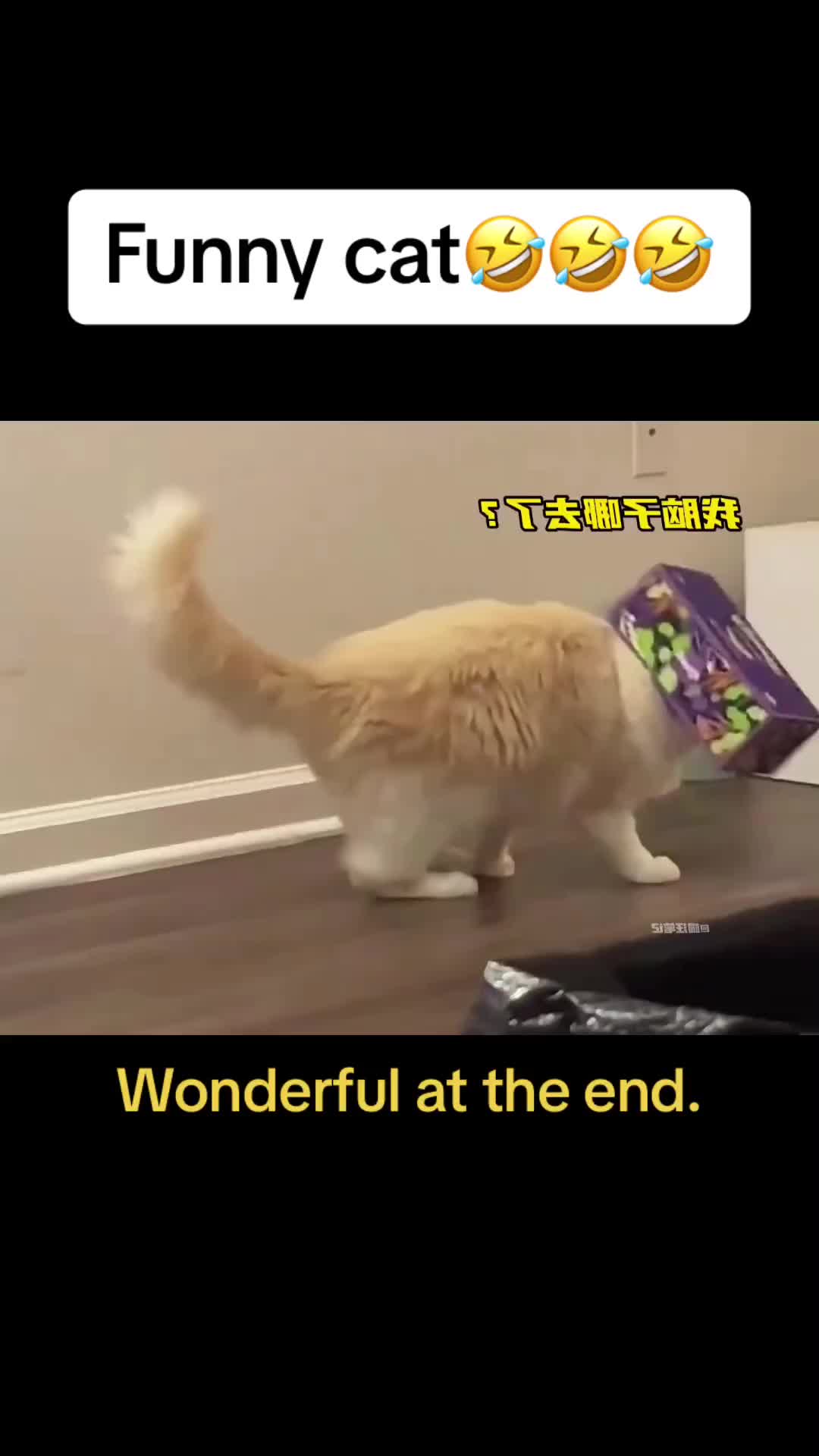 @Cute Pets😻
