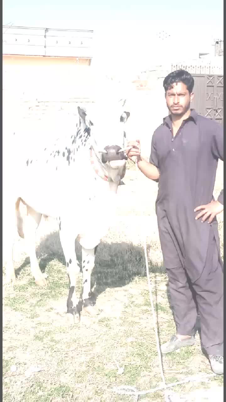 @Waqas Bhatti