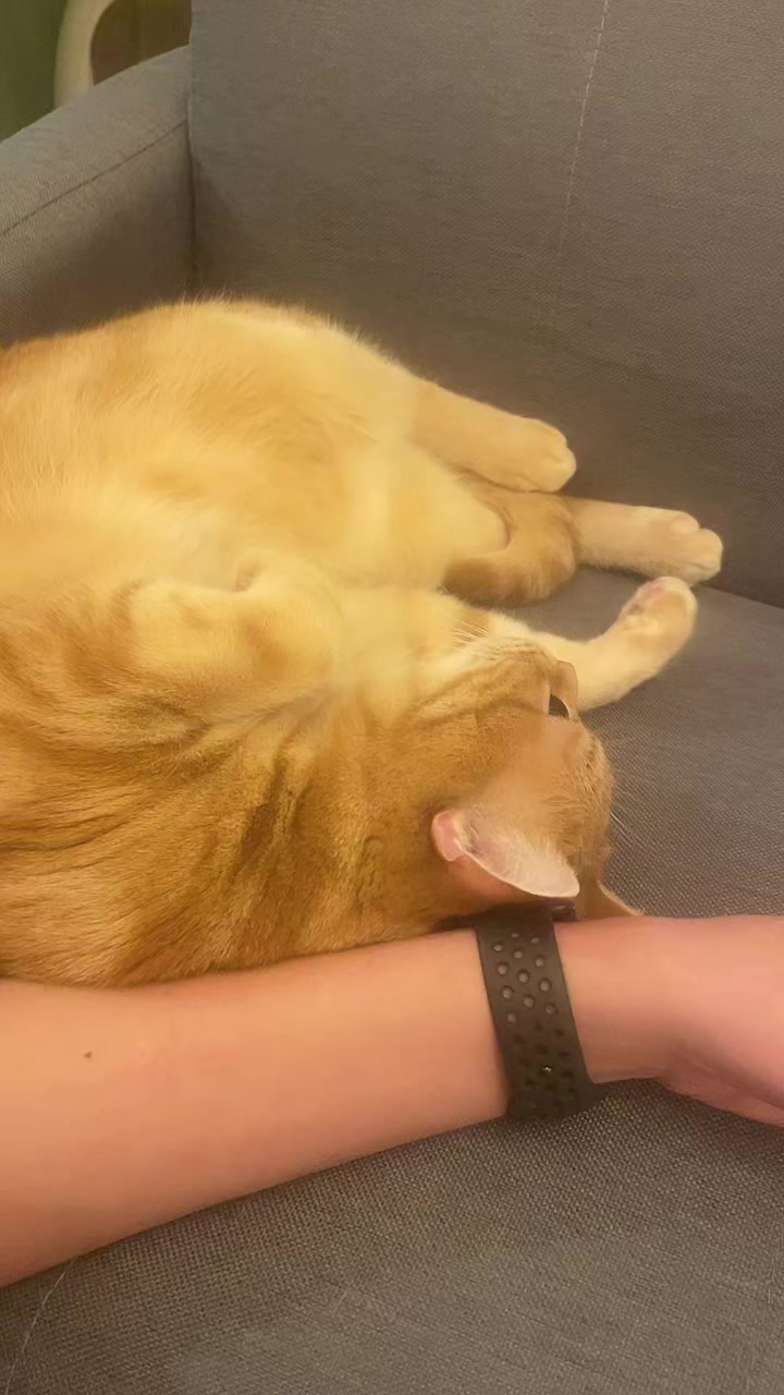 @社会人の猫暮らし🐈あめ