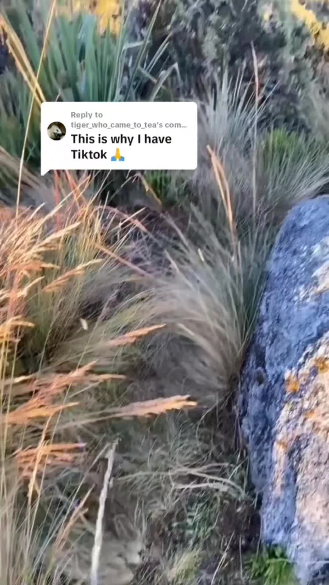 @Ascari Husky