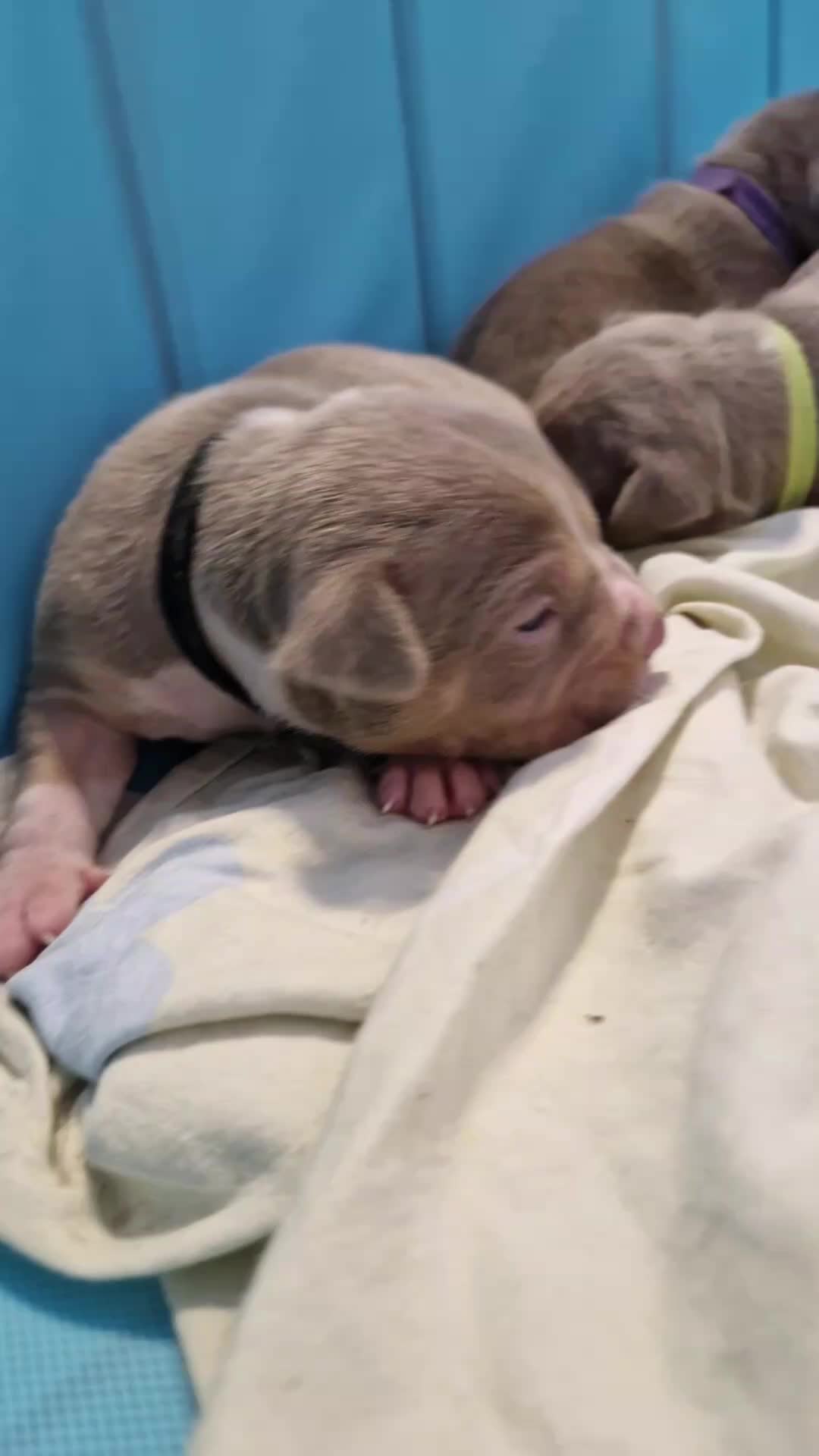 @Baby'sNala