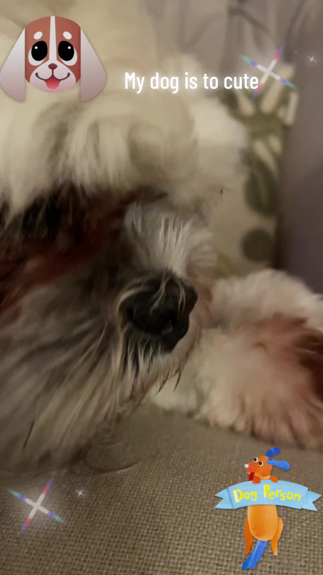 @Cutest K9