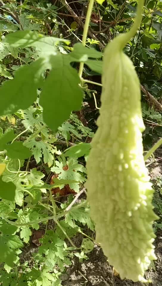 @കൃഷ്ണായനം