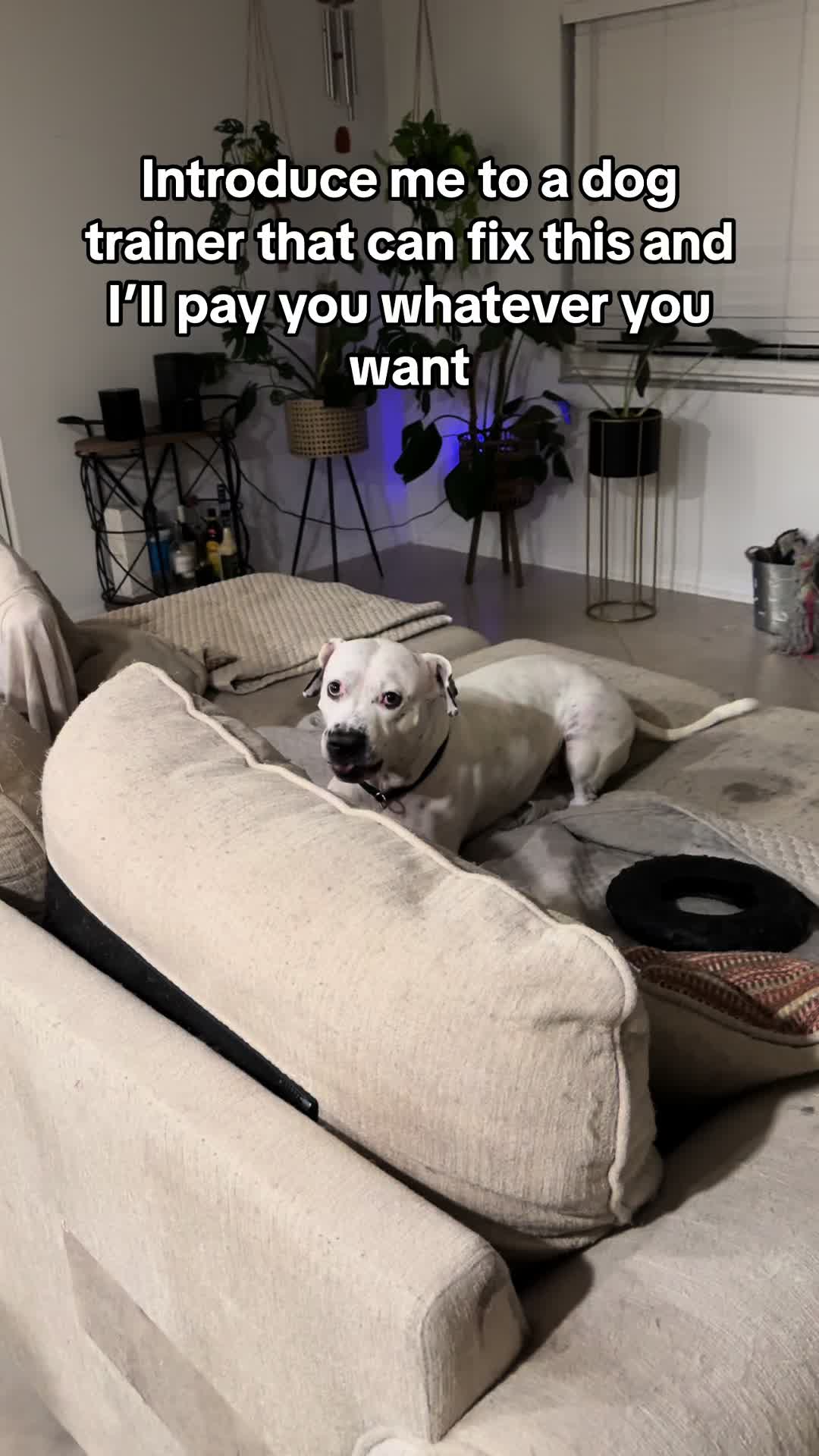 @straysofkays