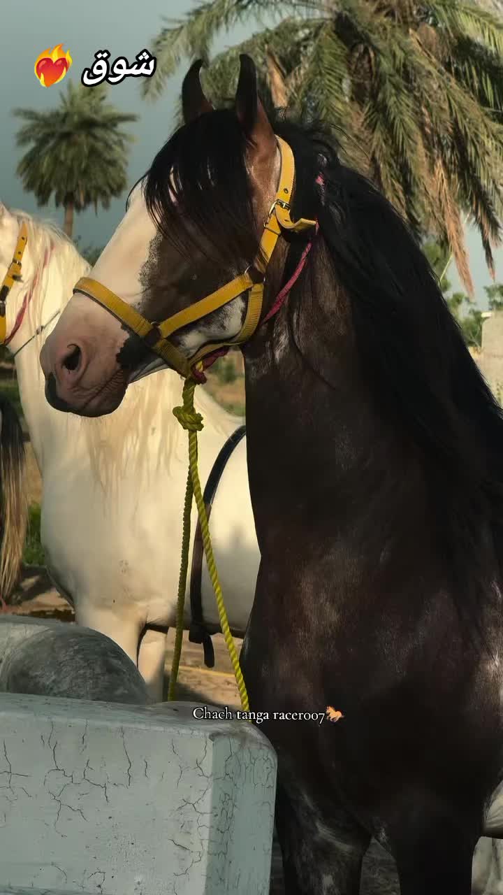 @Chach tanga racer007🐎
