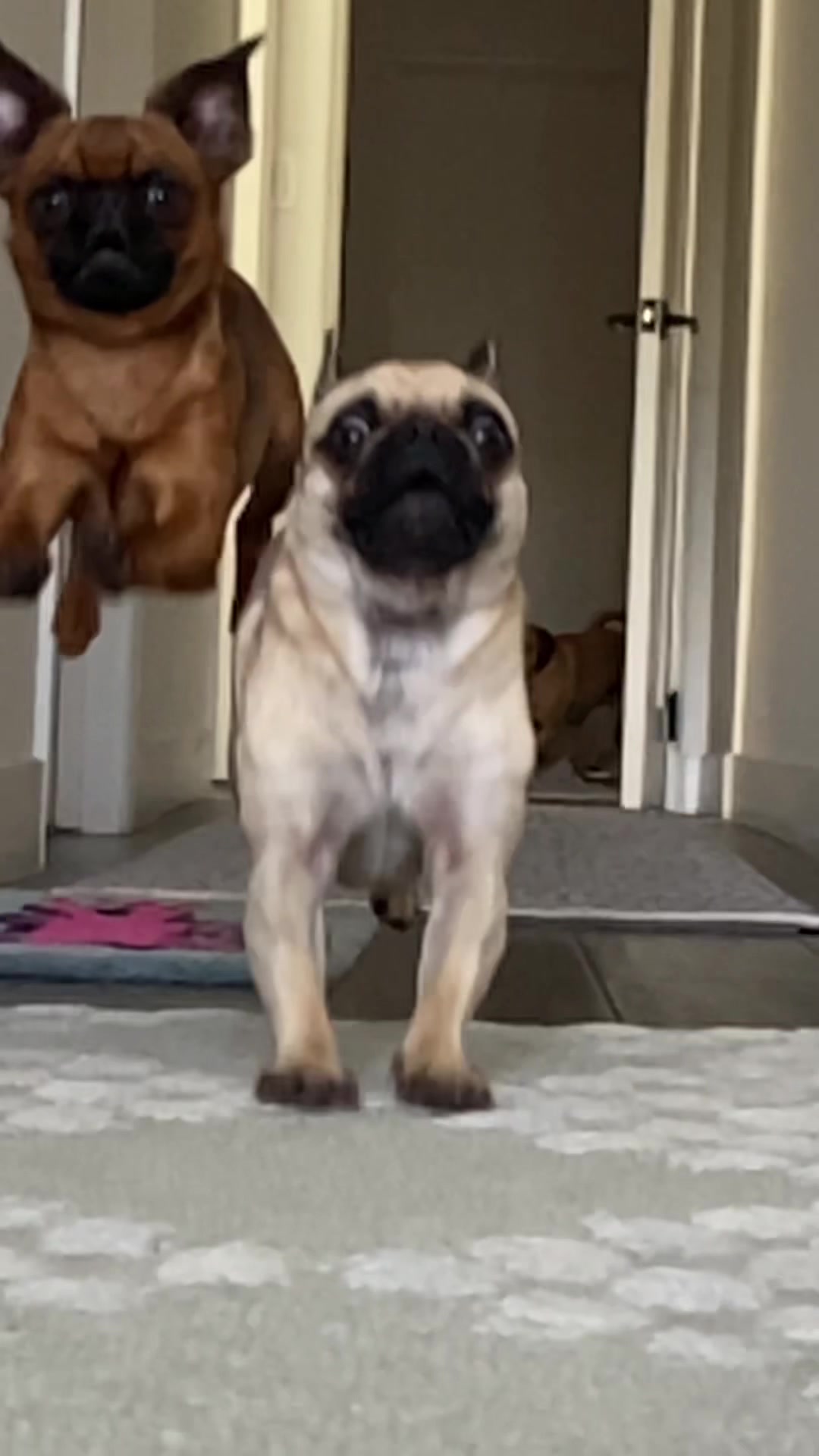 @thedoguepile