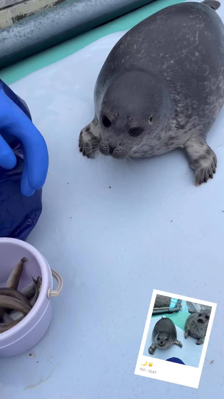@🦭🦭
