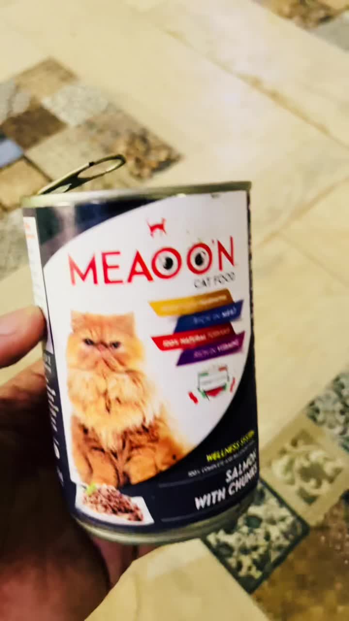 @GraySonStellaCattery