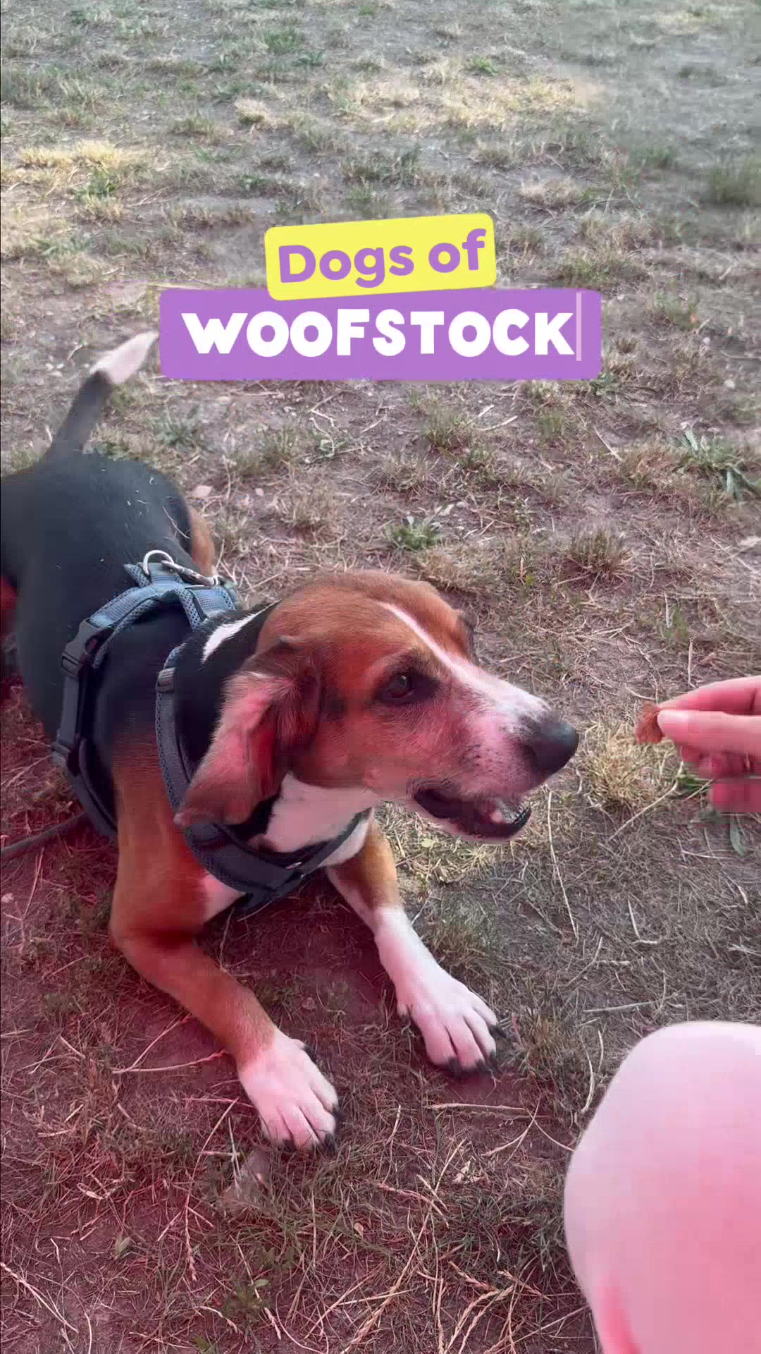 @wow.pet