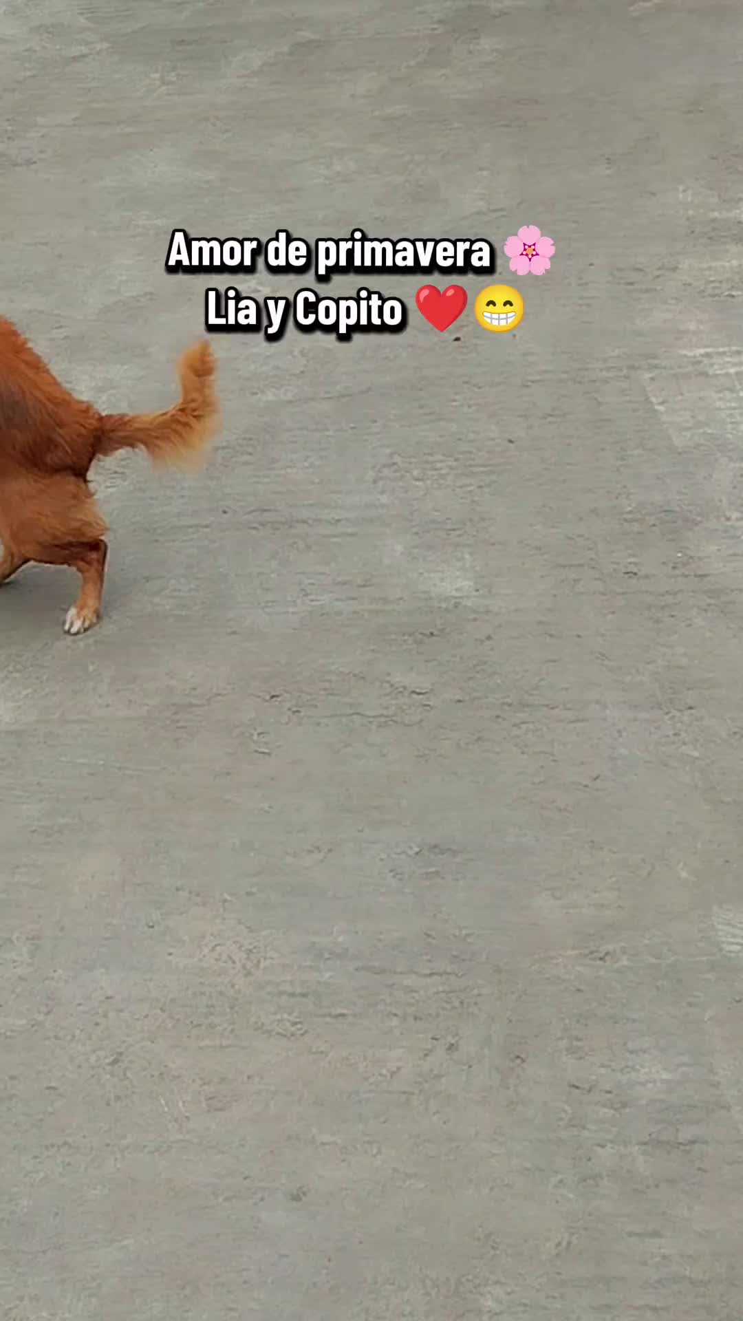 @El diario de Lia🐶🐾