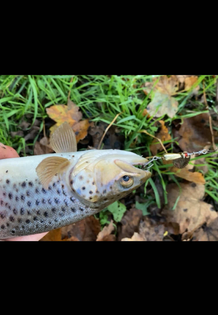 @alfie_fishes_