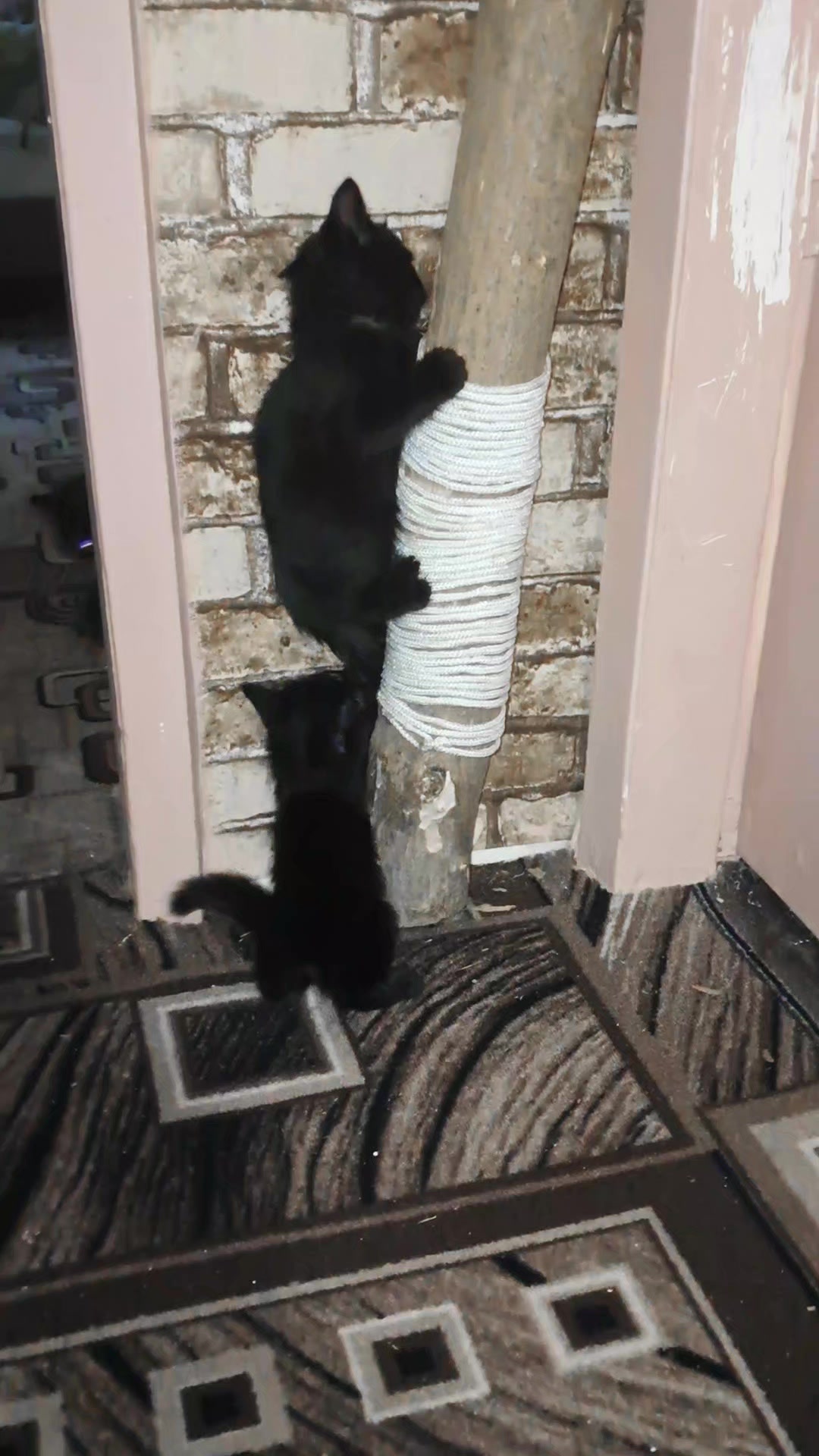 @Коти з Харківщини