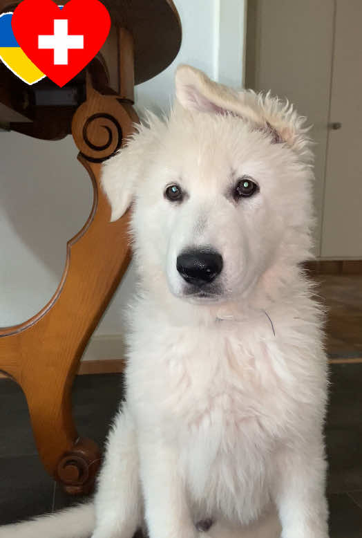 @white_ange_dog
