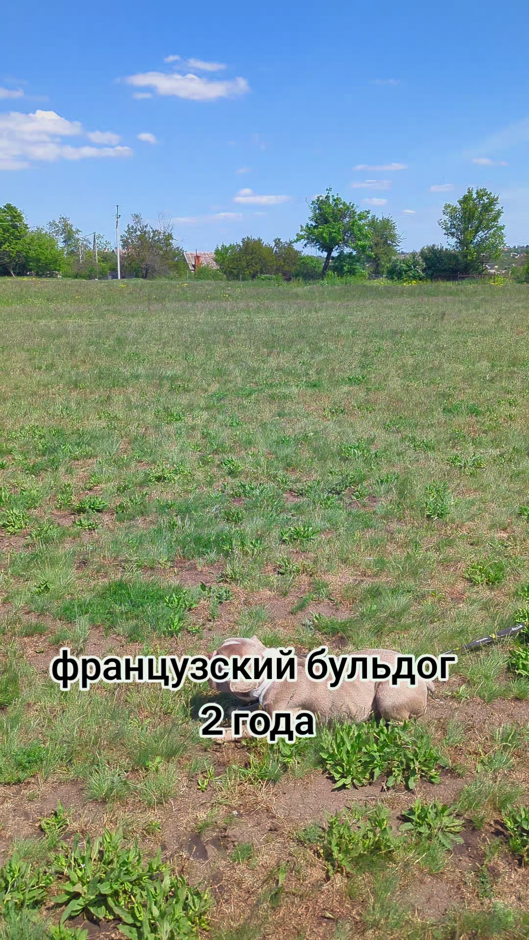 @вівчарки "Wolf'sfelzem"