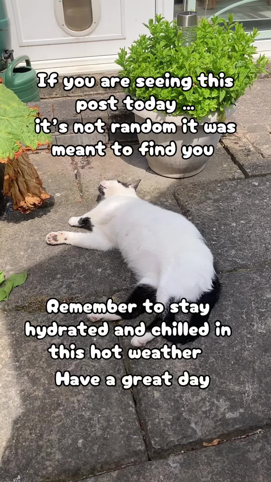 @crazycatladyxfour