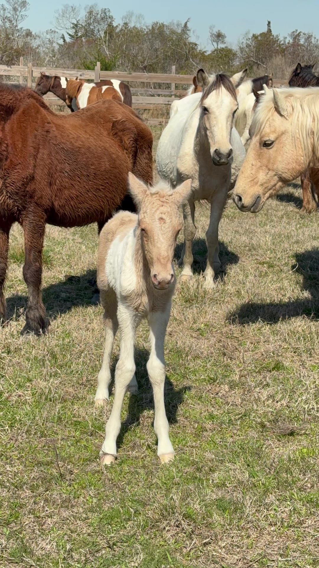 @Rhinebeck Equine