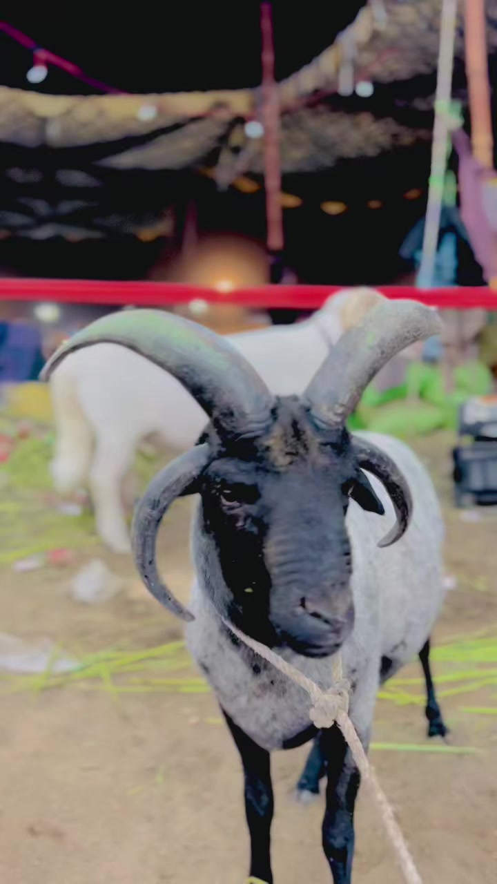 @✨.زاهد سولنگي واپاري. 🐐
