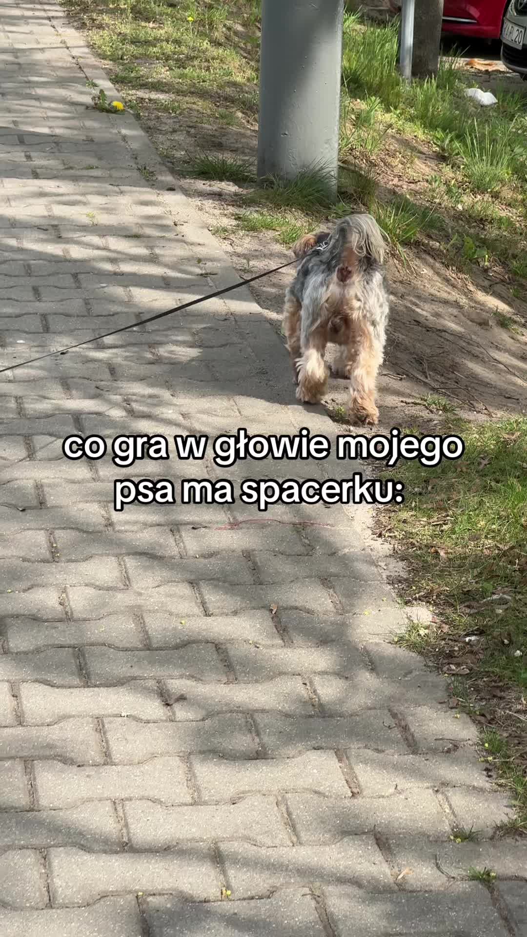 @elvi