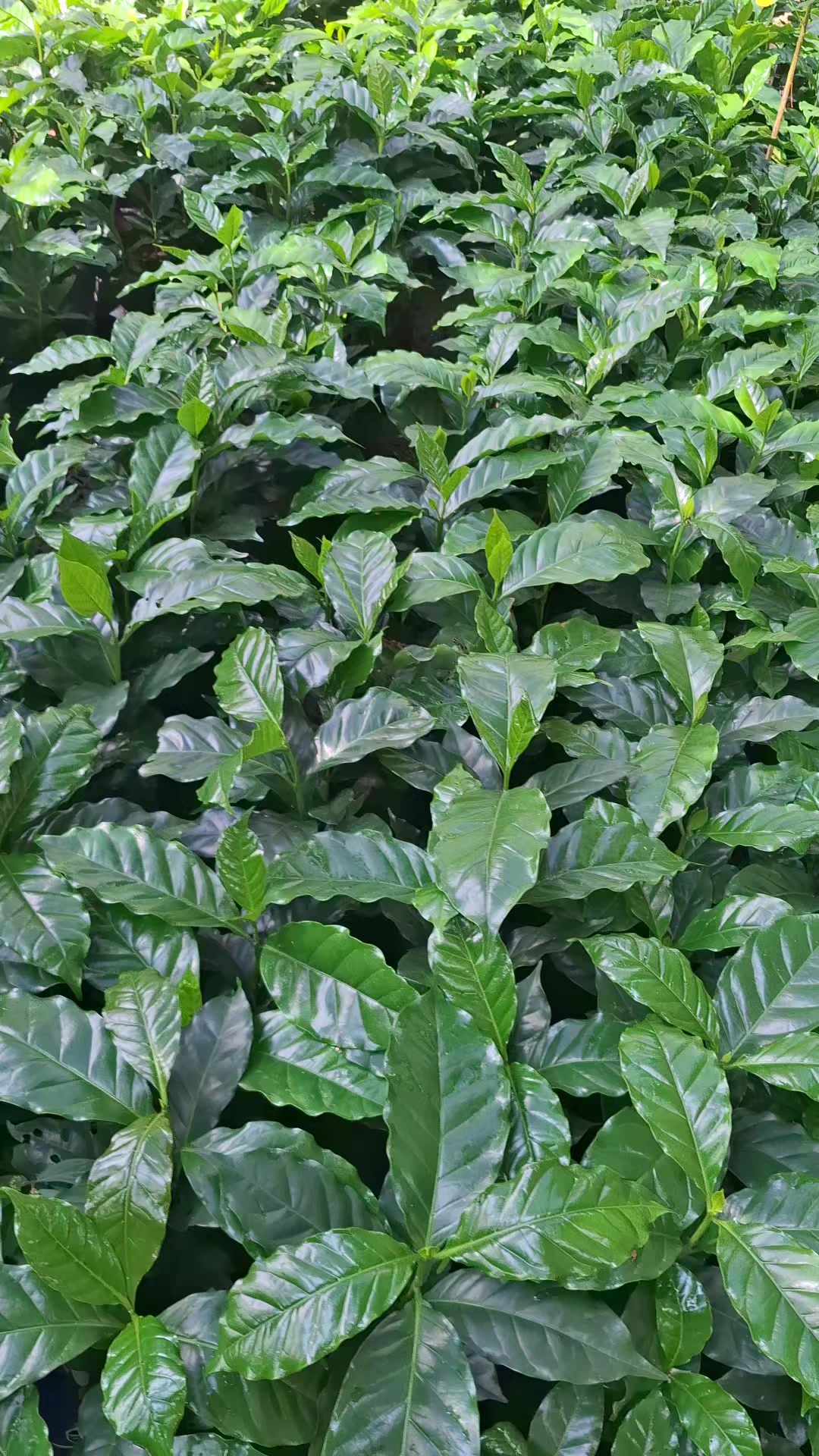 @El inge_agro🧑🌾🌽