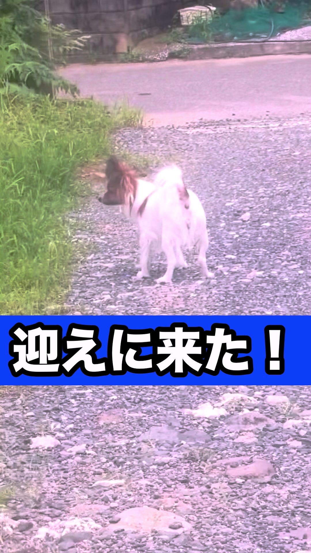 @藤原 政宗　動物好き❤️飛行機好き❤️