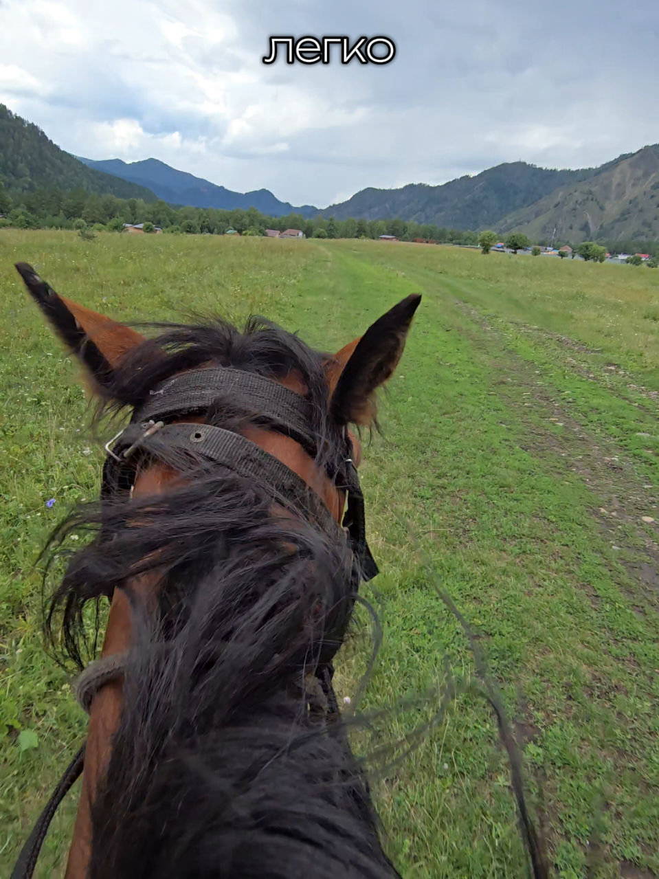 @tg: altaihorses