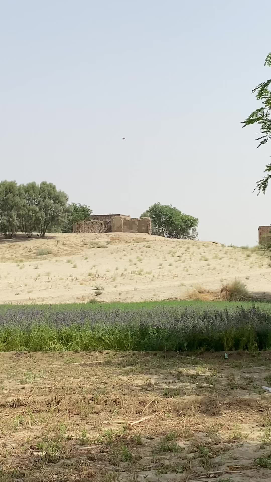 @شیرگڑھ تھل💫
