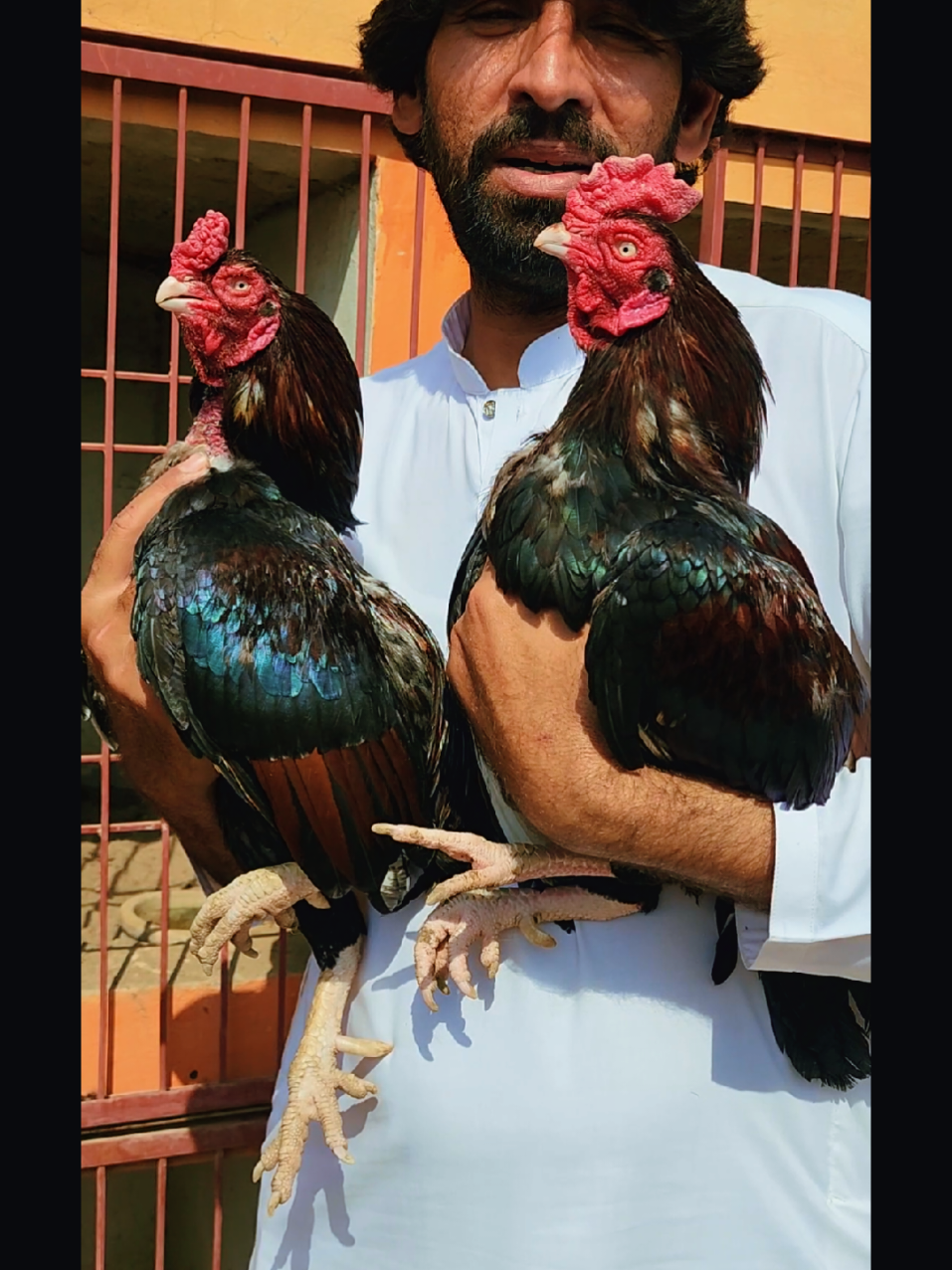 @Sajjad Aseel Farm