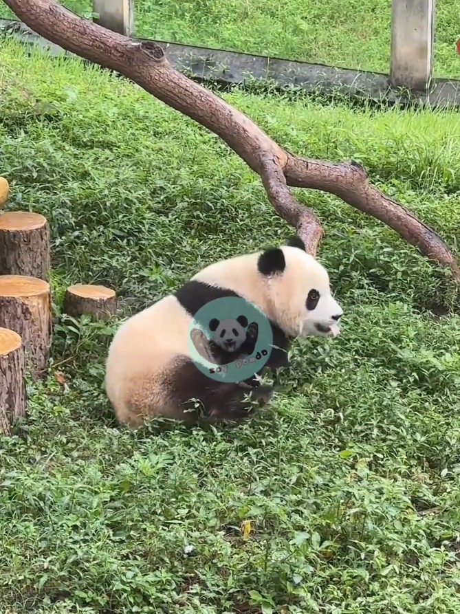 @Pandavibes