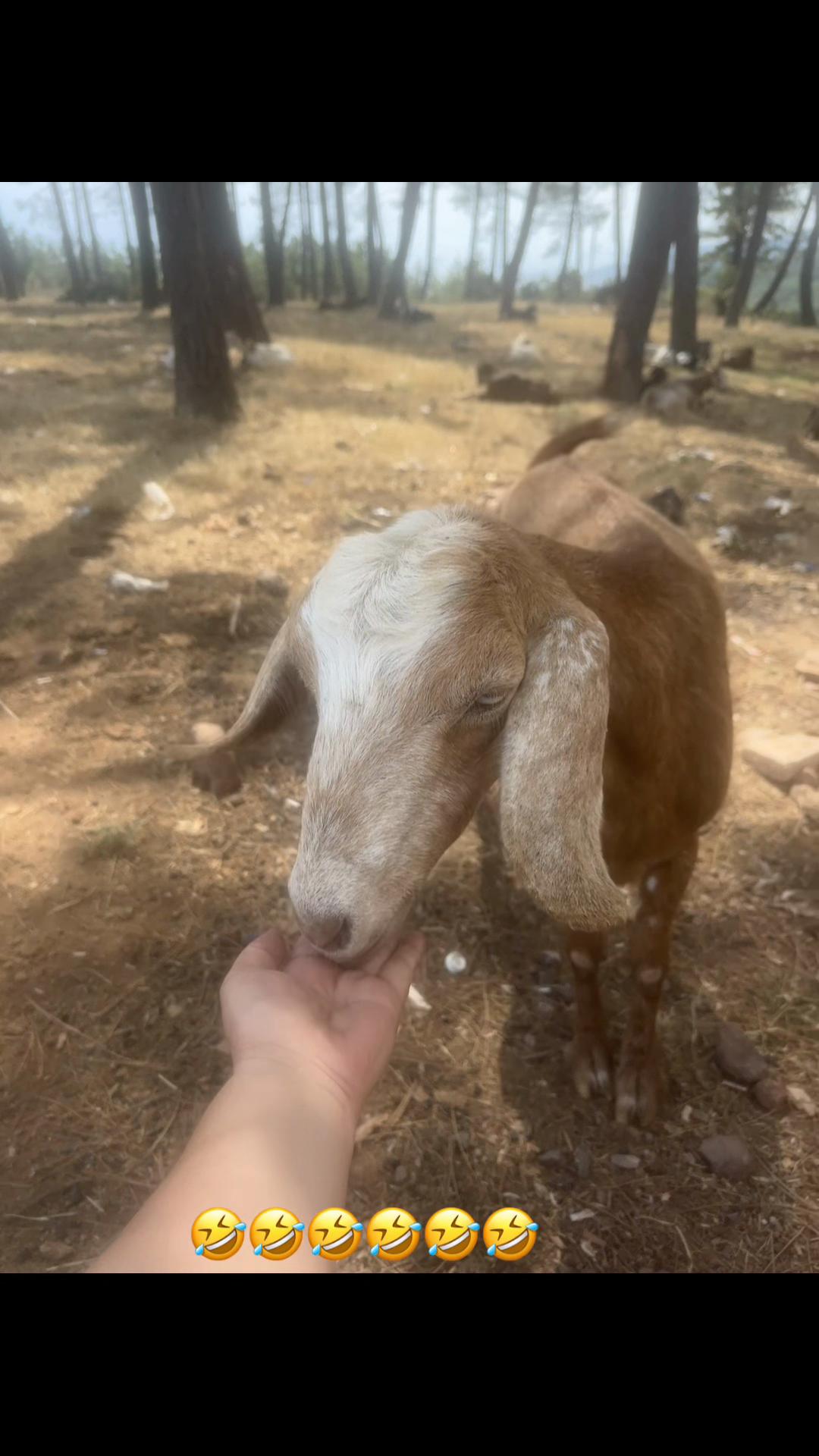 @Gizemli hatun🧿❤️