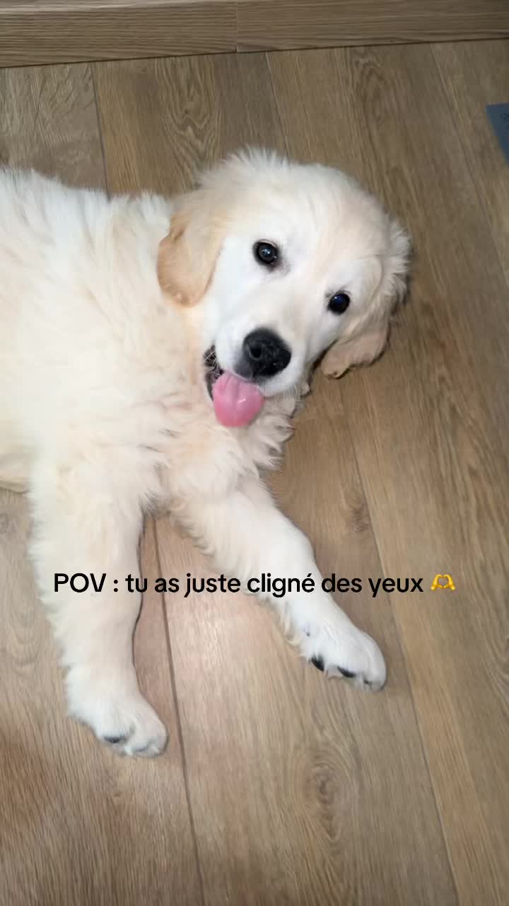 @laurine