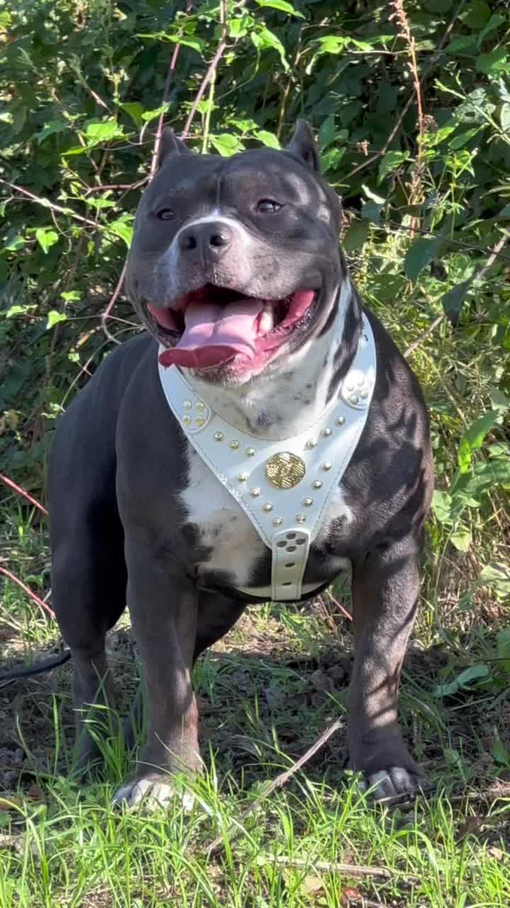 @Iam_ Denver The Bully