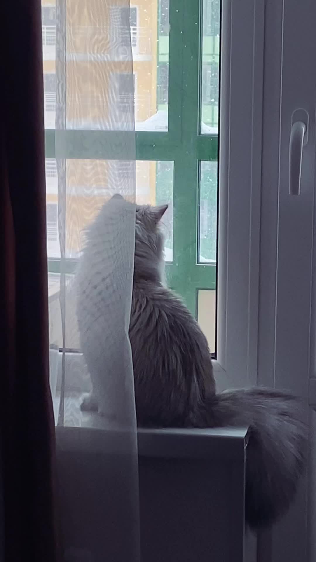 @bleskvolos