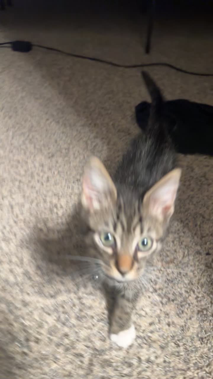 @KittyFam