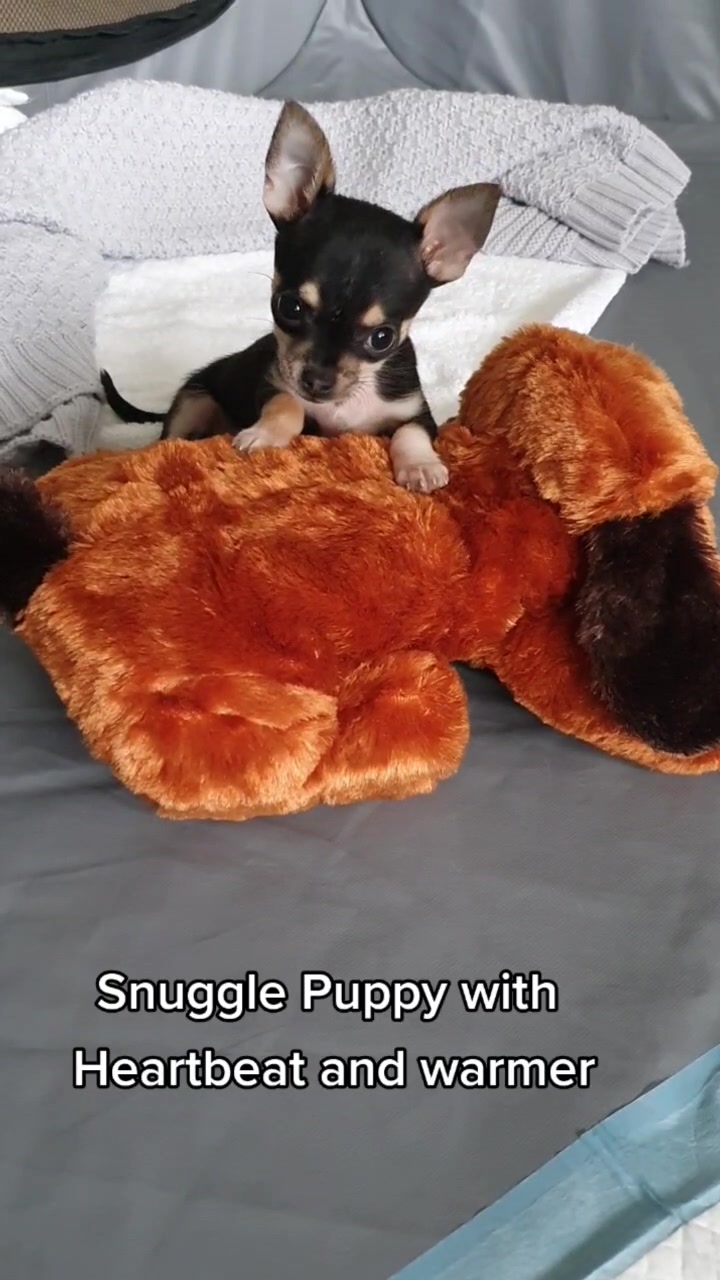 @Paco.the.Chihuahua
