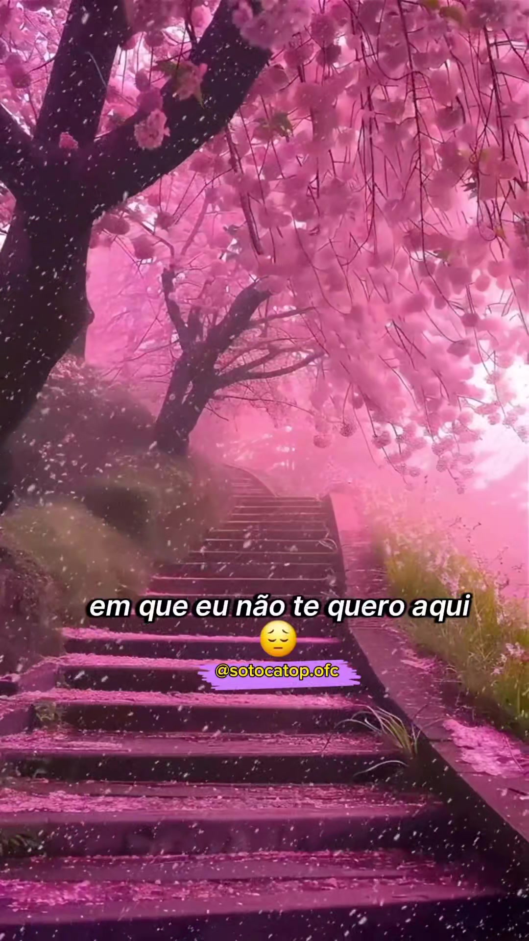 @sotocatop.ofc