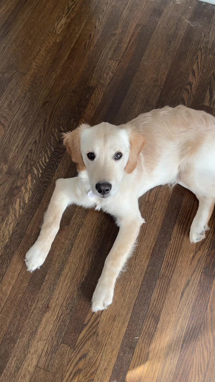 @Koda the Golden