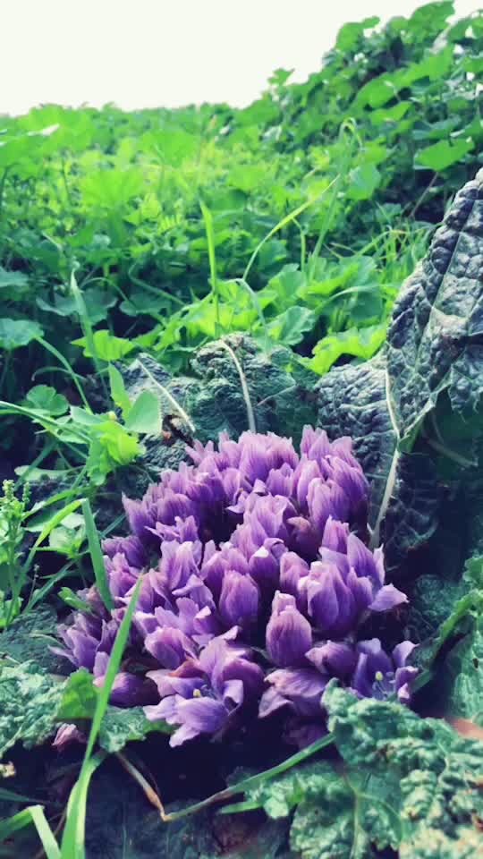 @🌸