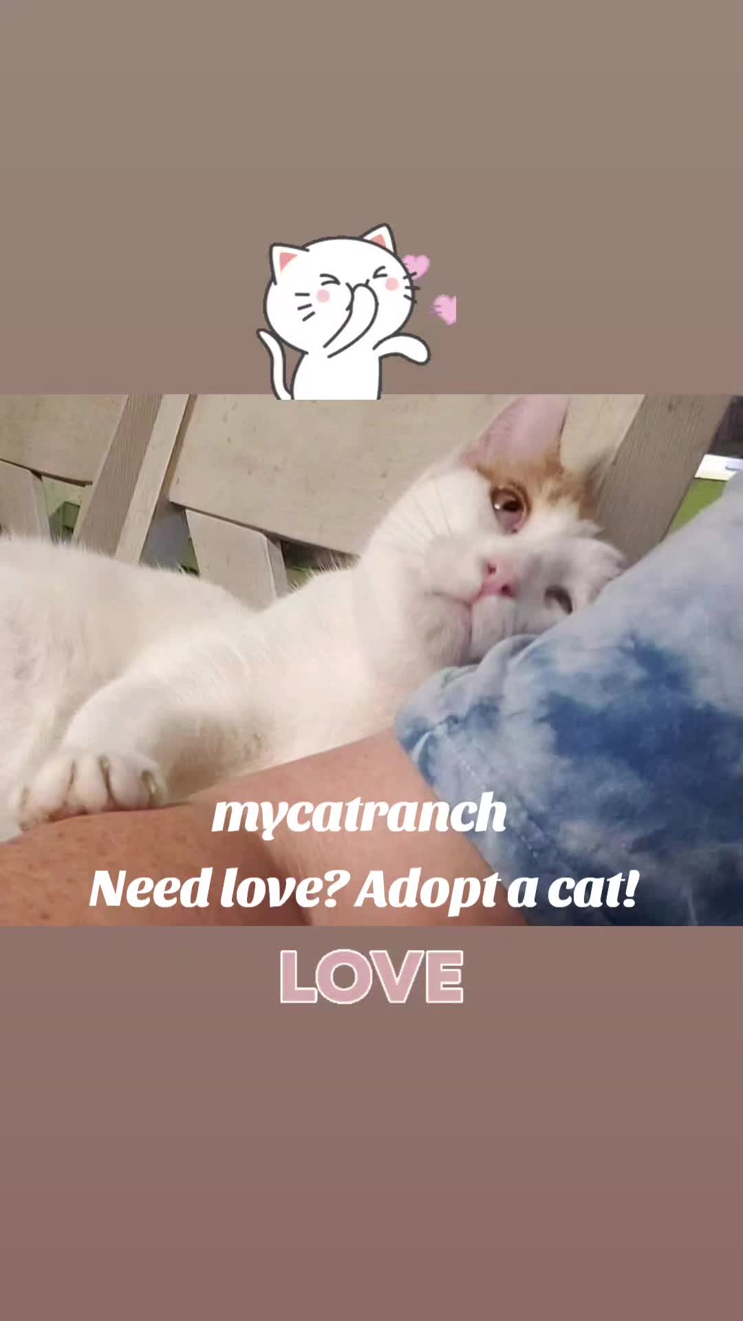 @mycatranch 😺 (Sue)