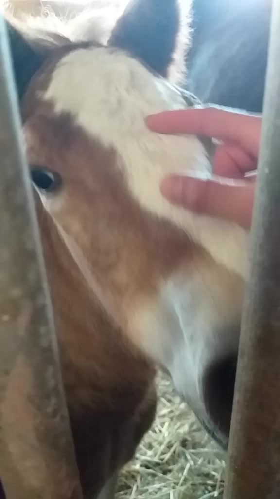 @Pony.gruppe❤️✨