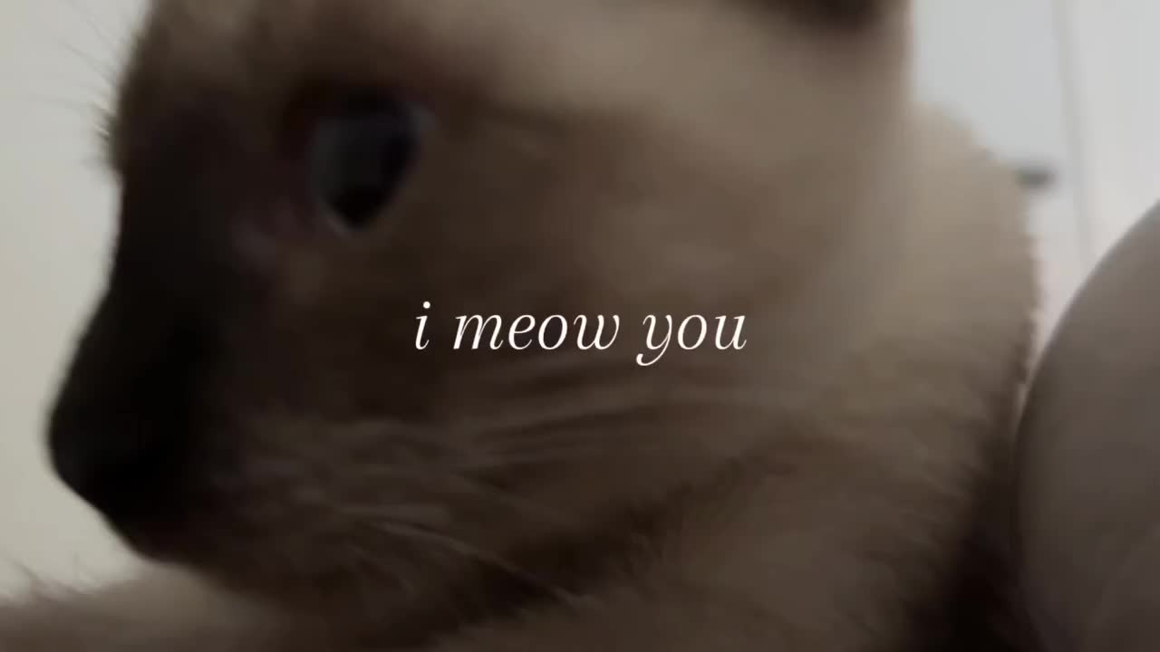 @ᥫ᭡.ִֶָ𓂃𝑠𝑢𝑛𝑓𝑙𝑜𝑤𝑒𝑟 ❀ೃ࿔