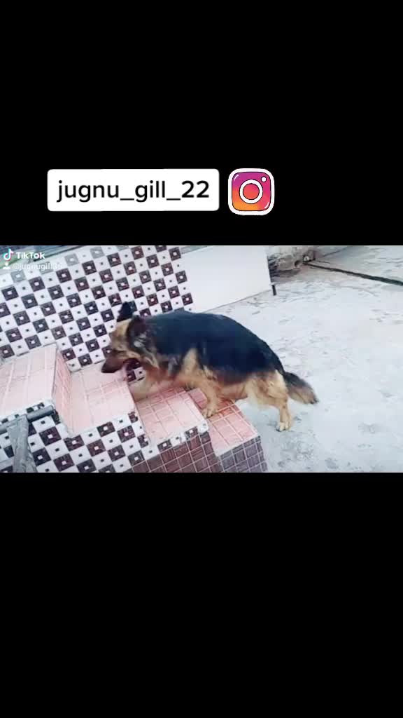 @GILL DOG FARM